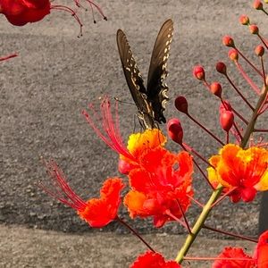 Vintage items, clothing , accessories